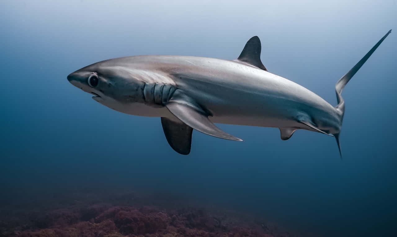 Thresher Shark, deep blue, ocean water, HD Desktop Wallpaper