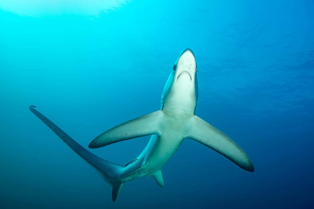 Thresher Shark, turquoise ocean water, sunlight filtering from above, SD Desktop Wallpaper