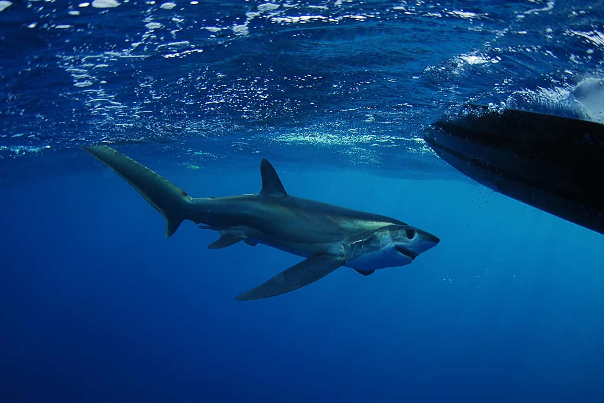 Thresher Shark, deep blue ocean water, boat, SD Desktop Wallpaper