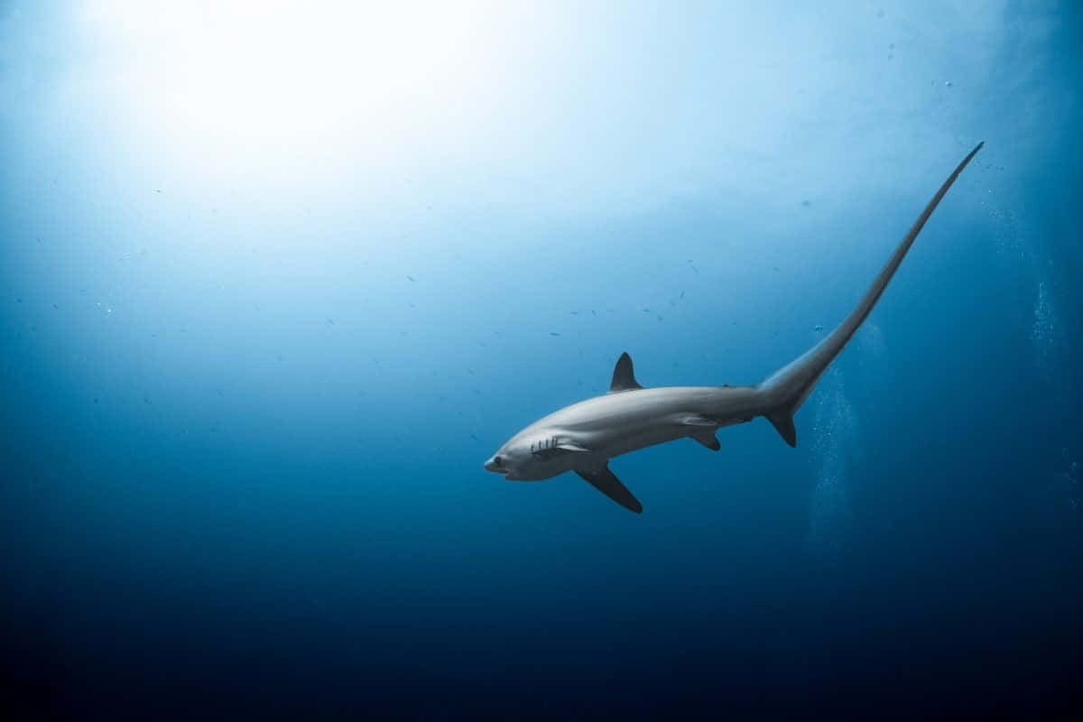 thresher shark, deep blue ocean water, sunlight filtering, SD Desktop Wallpaper