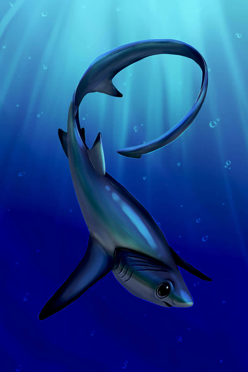 Thresher Shark, curved tail, blue ocean water, SD Phone Wallpaper