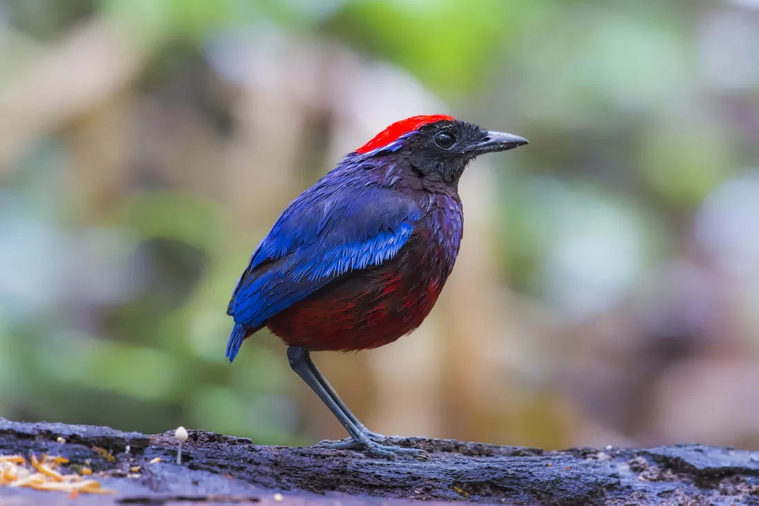 Thrush Bird