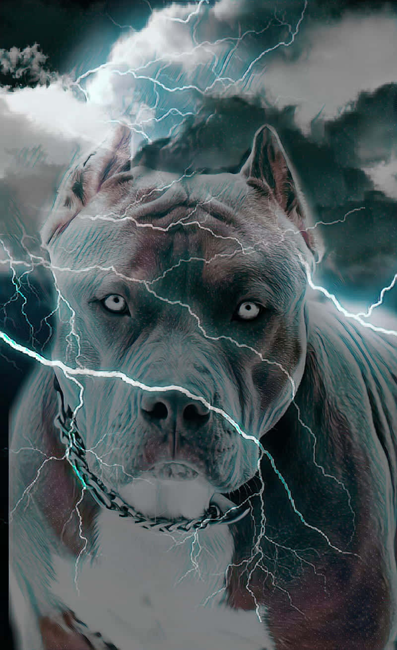 Lightning Black Dog Pitbull, pit bull, lightning, HD Phone Wallpaper