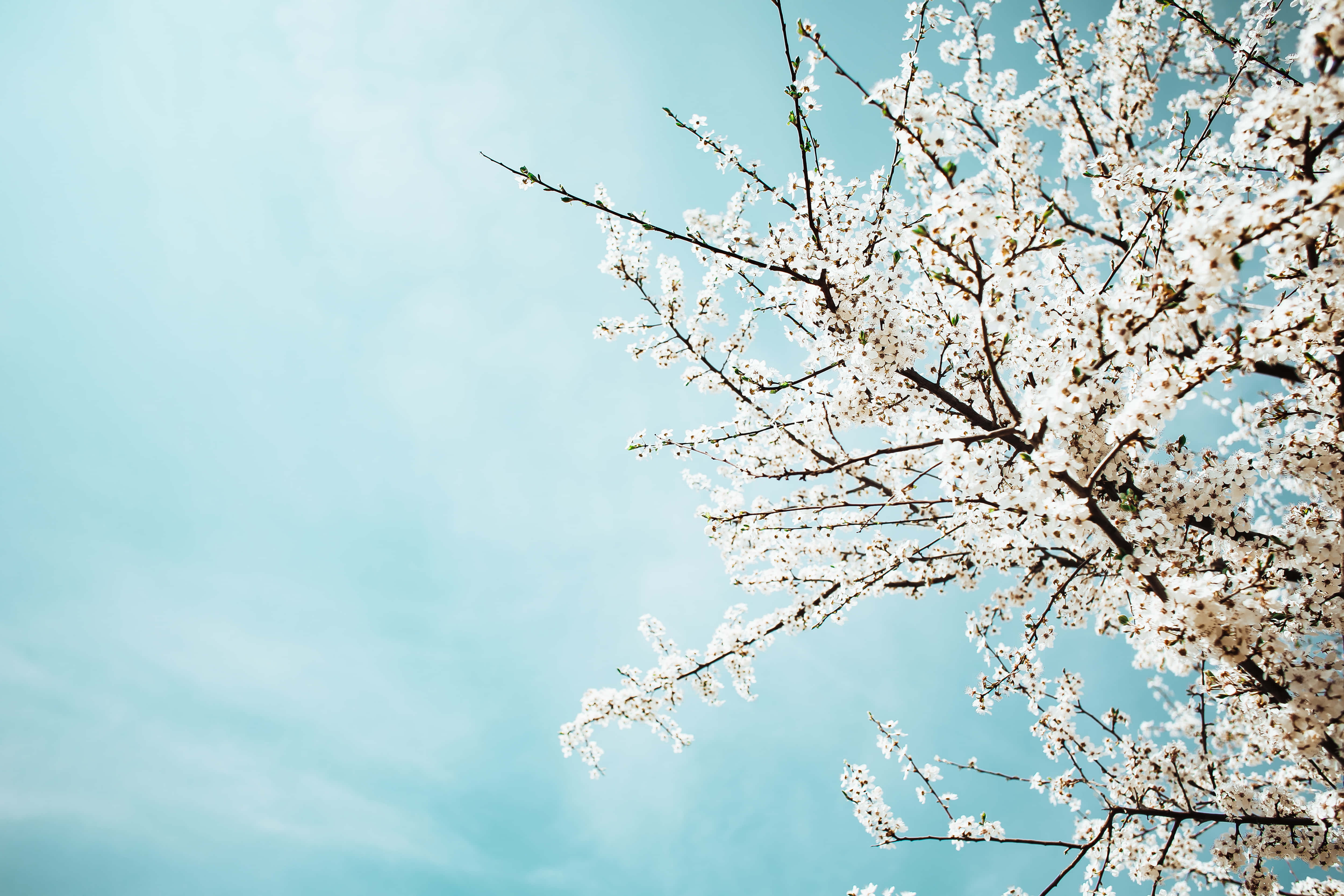 baby blue, light blue, cherry blossoms, 4K Desktop Wallpaper