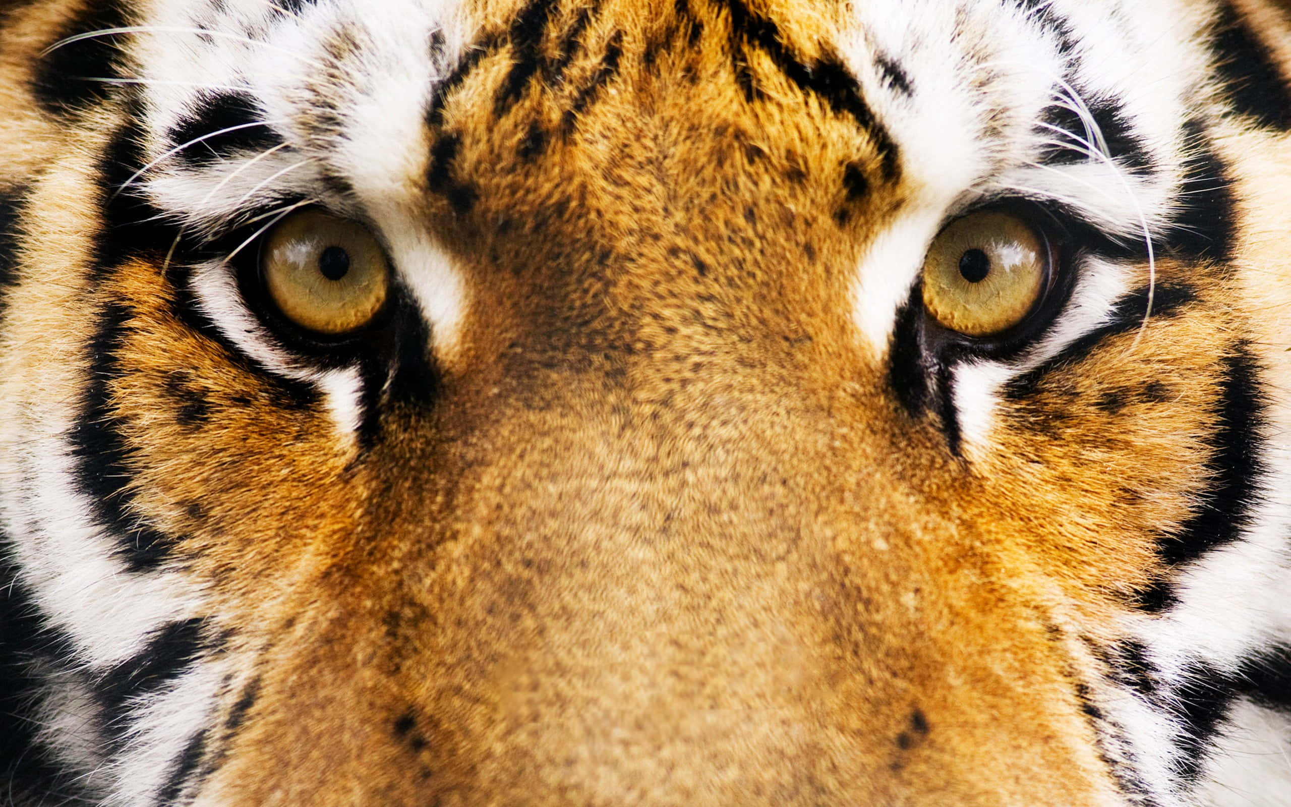 tiger, golden eyes, orange black and white fur, 2K Desktop Wallpaper