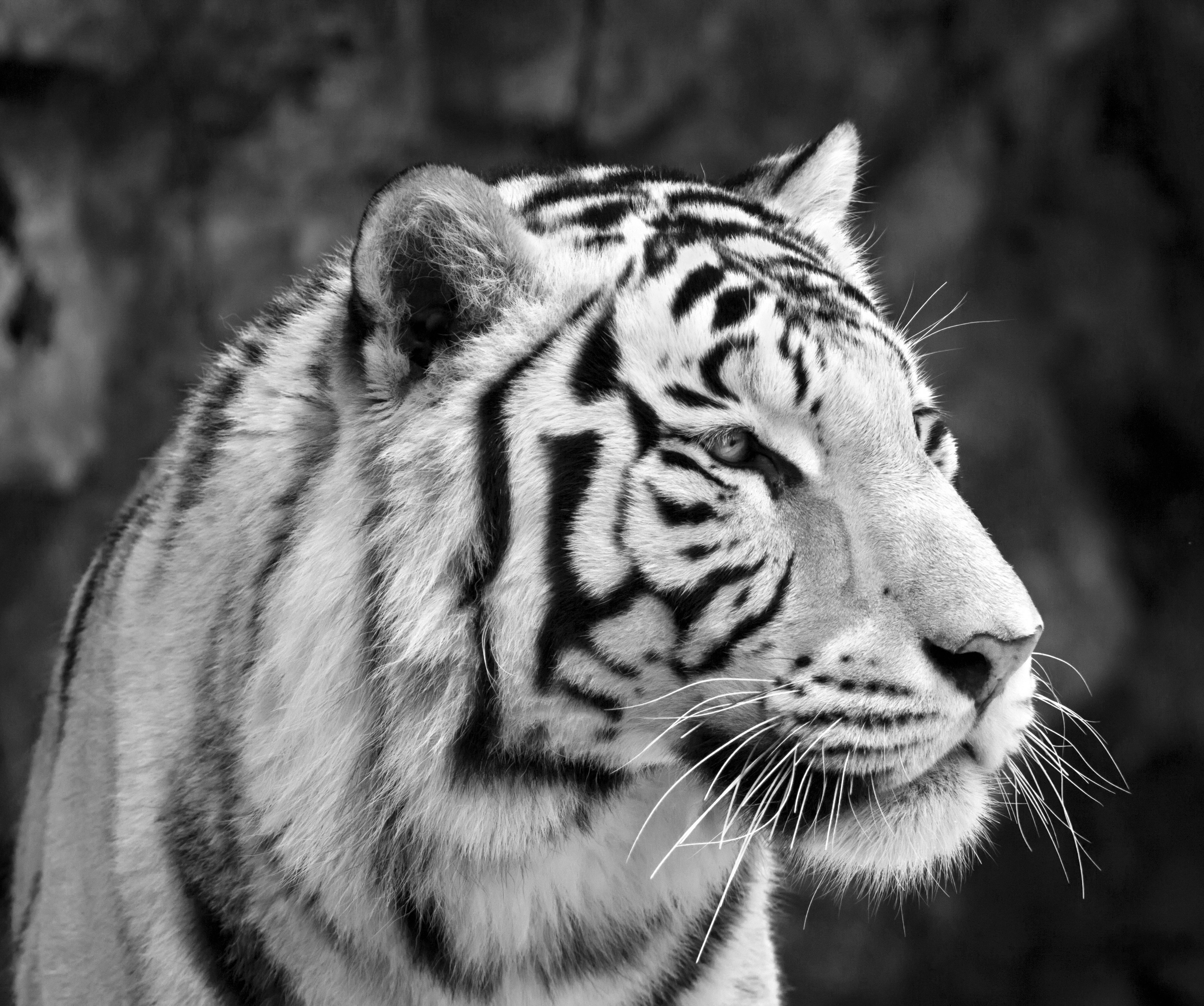 black and white, 8K, tiger, 5K Desktop Wallpaper