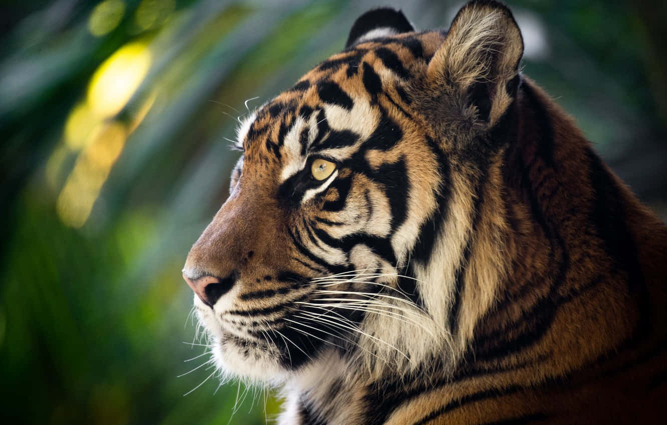 fierce tiger, side profile, jungle light, HD Desktop Wallpaper