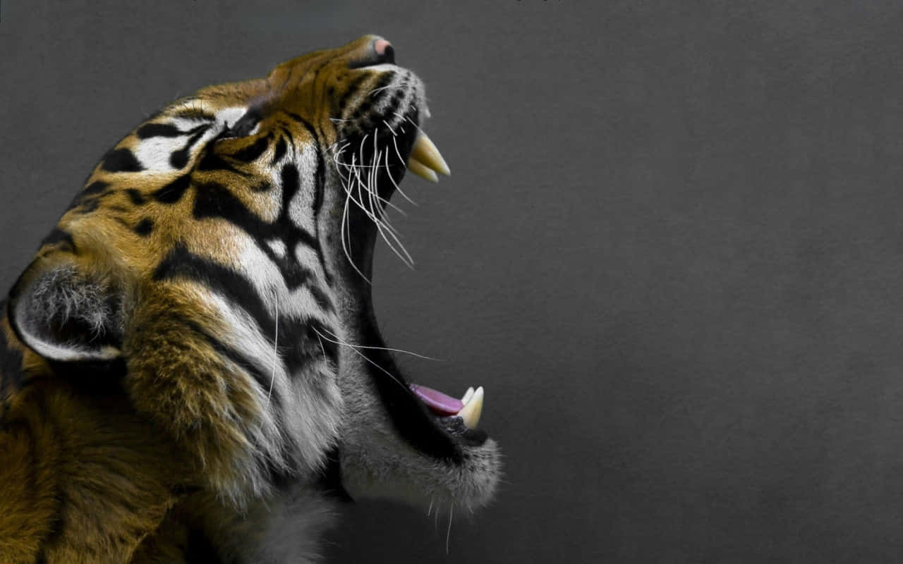 tiger, dark gray background, roars, HD Desktop Wallpaper