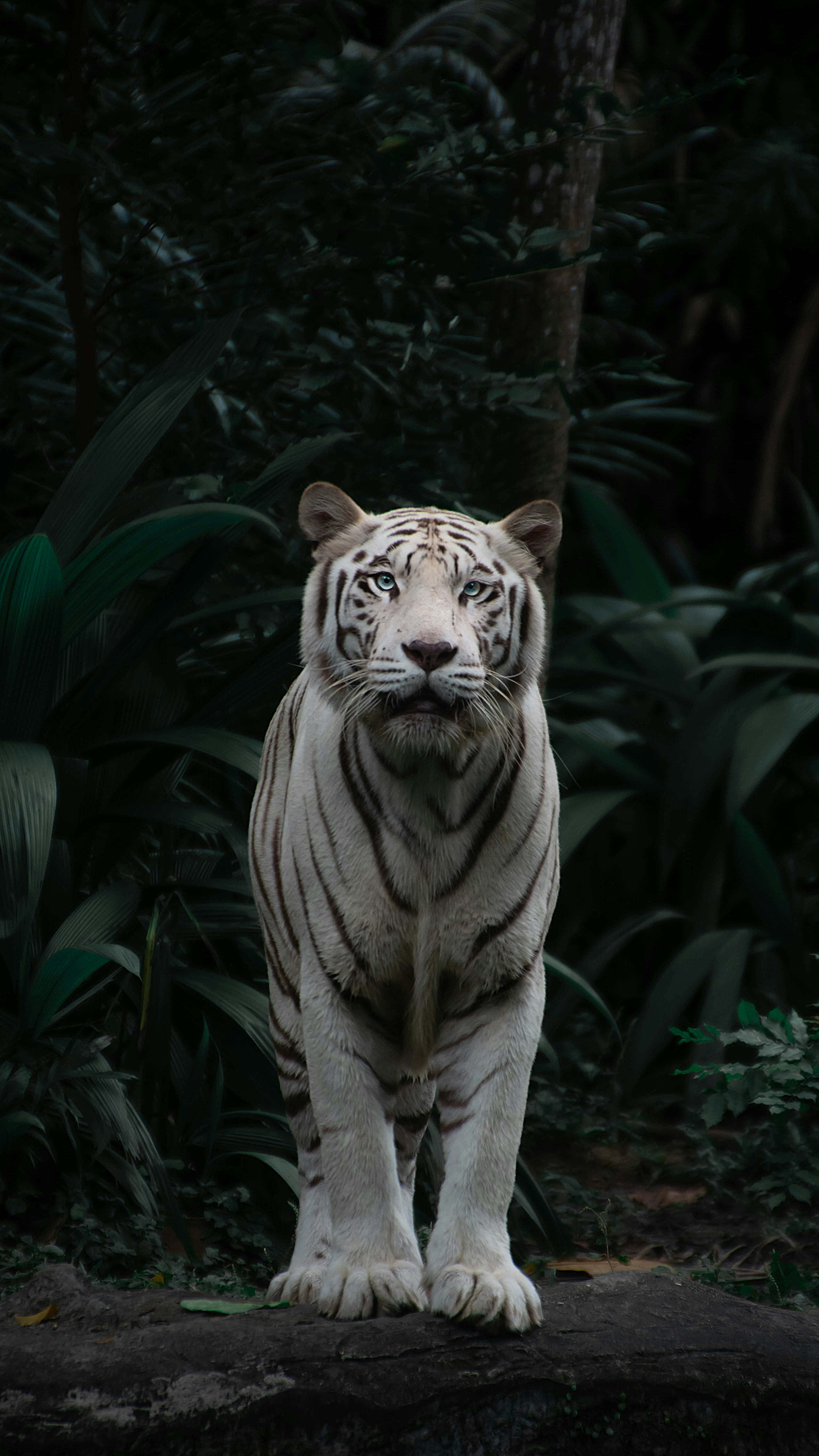 white tiger, blue eyes, rock, 5K Phone Wallpaper