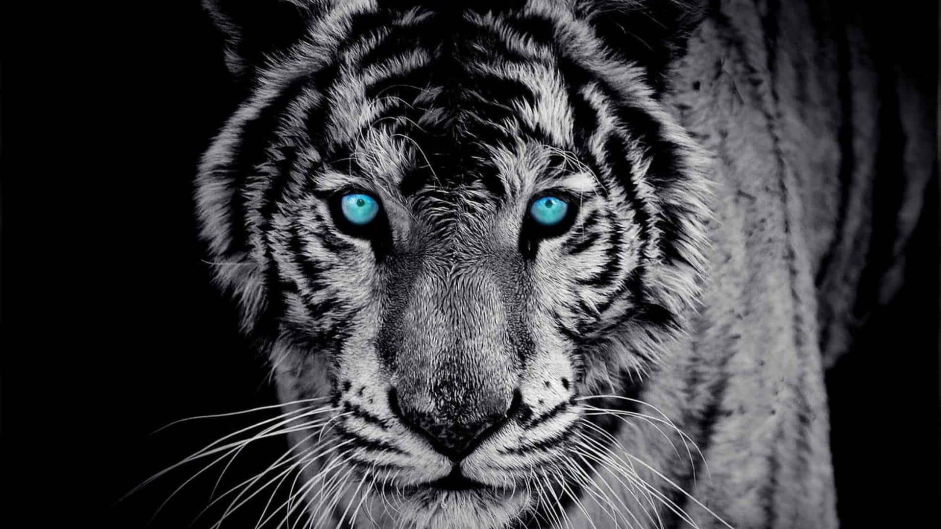 white tiger, glowing blue eyes, stark black background, Full HD Desktop Wallpaper