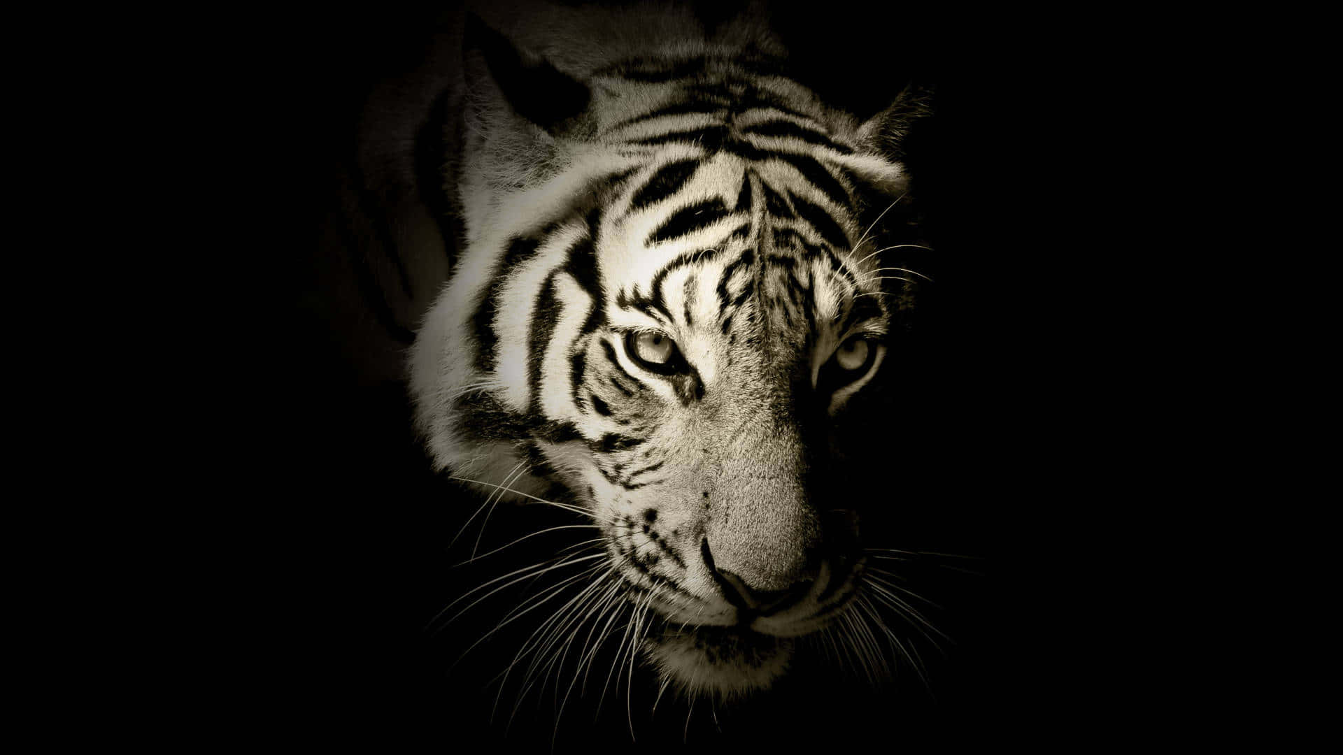 white tiger, intense gaze, absolute darkness, Full HD Desktop Wallpaper