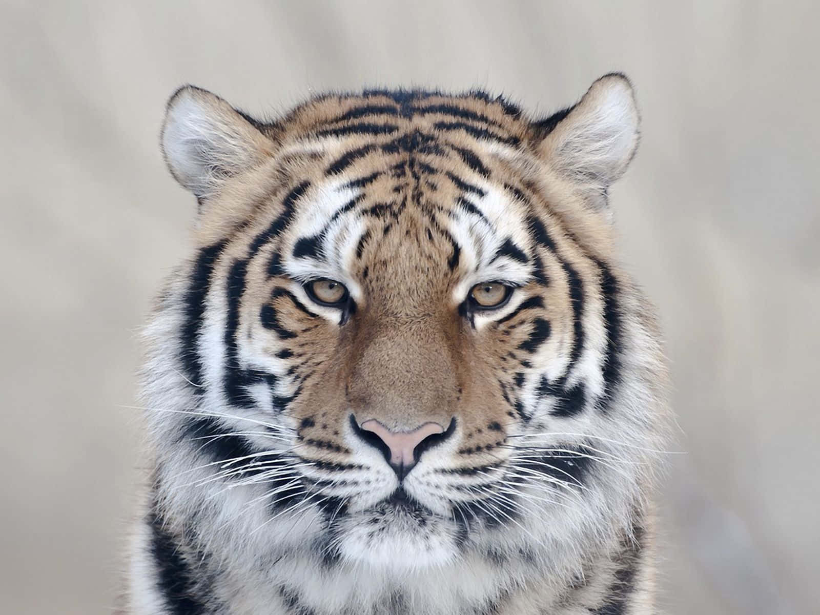 tiger, amber eyes, black stripes, HD Desktop Wallpaper