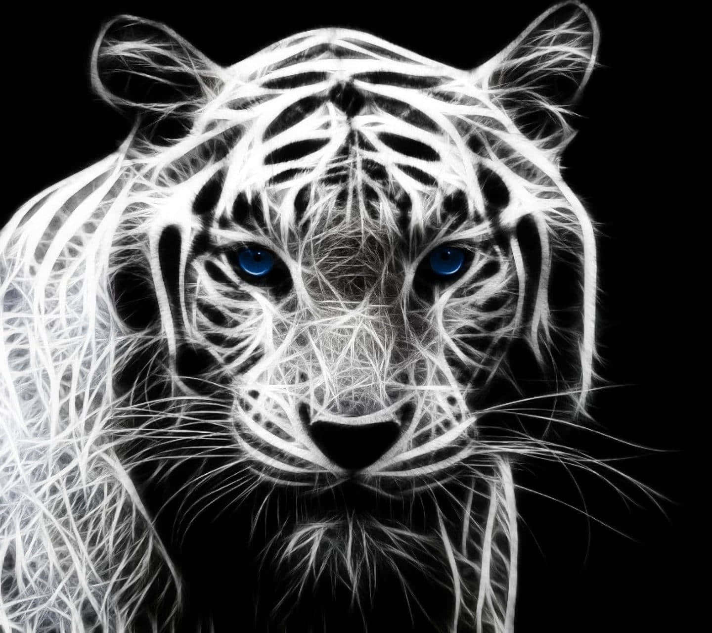 blue eyed white tiger, white tiger, piercing blue eyes, HD Desktop Wallpaper