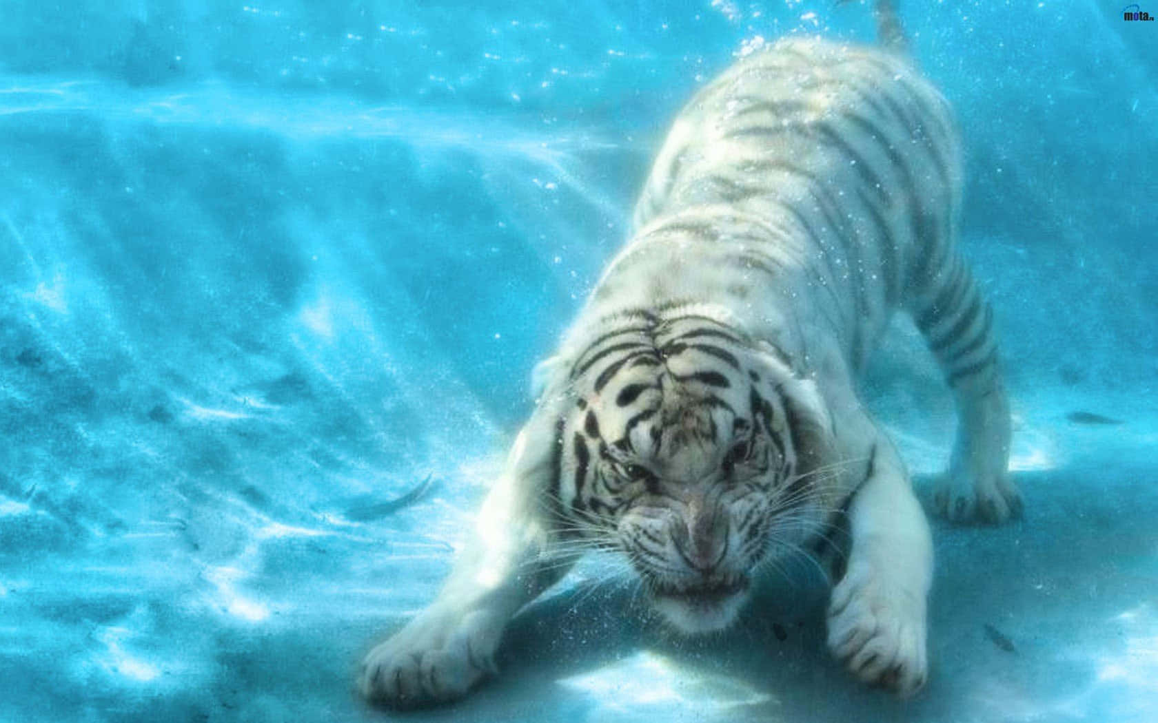 white tiger, underwater, clear blue water, HD Desktop Wallpaper