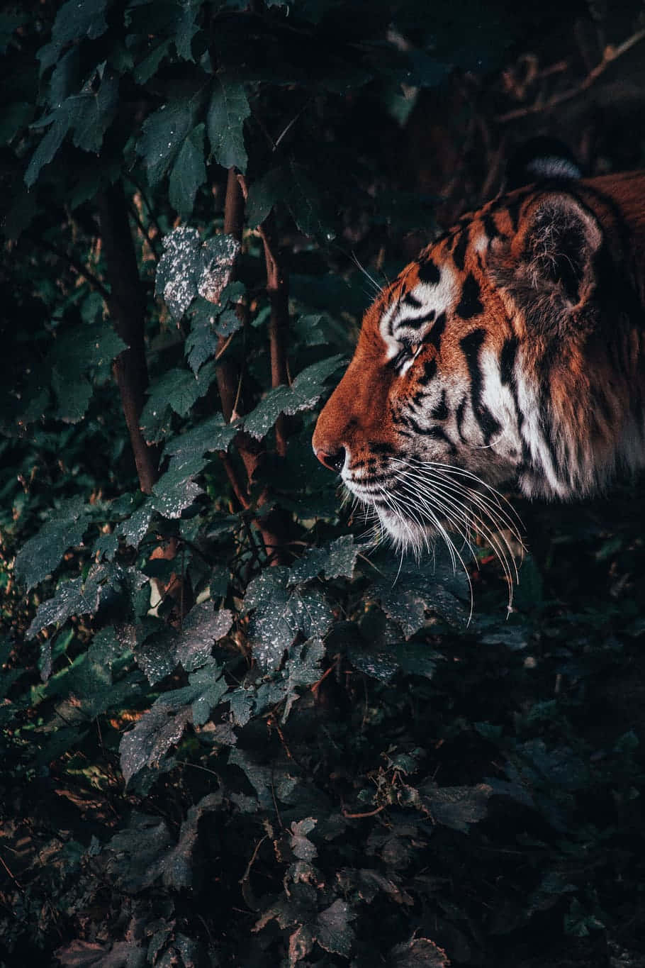 tiger, green foliage, shadowy forest, HD Phone Wallpaper