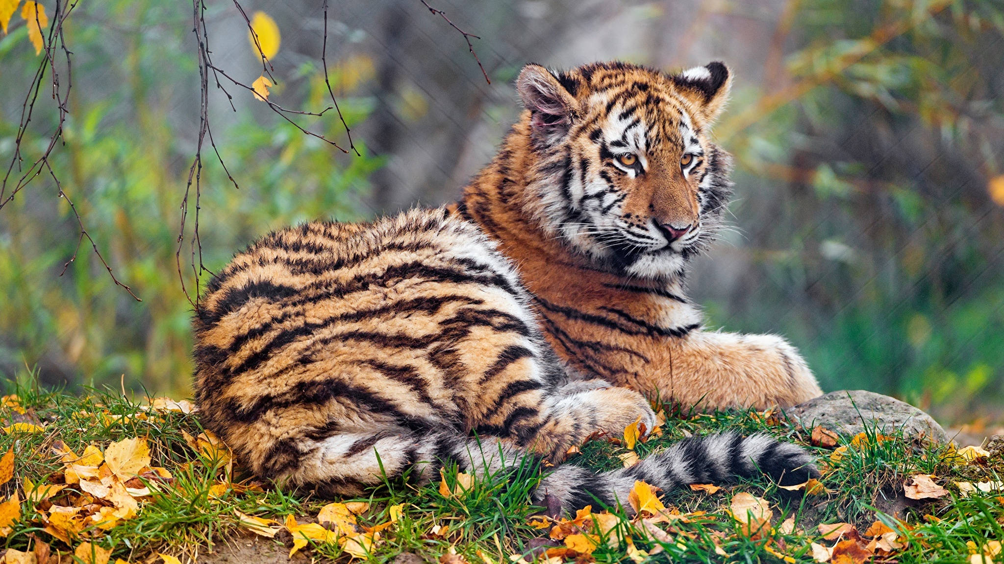 tiger, autumn leaves, misty forest clearing, Full HD Desktop Wallpaper