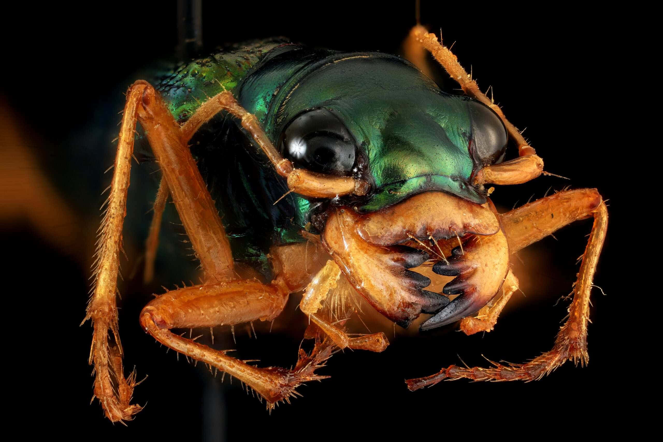 Tiger Beetle, metallic green, amber legs, 2K Desktop Wallpaper