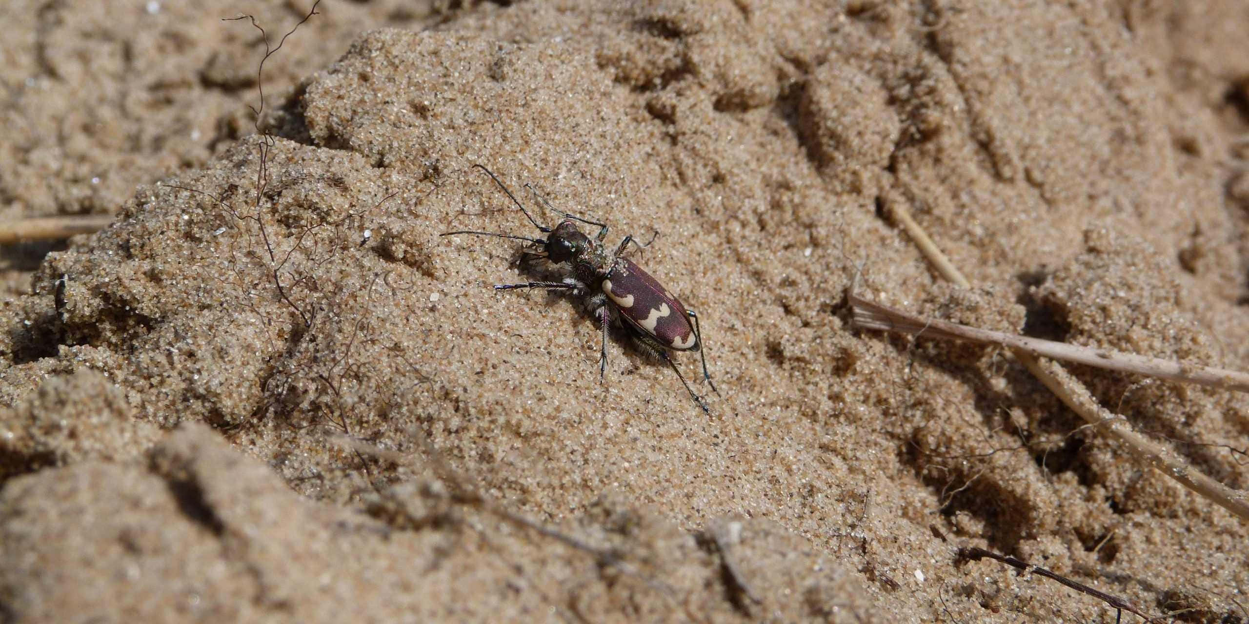 Tiger Beetle, black and white striped elytra, textured dry sand, 2K Desktop Wallpaper