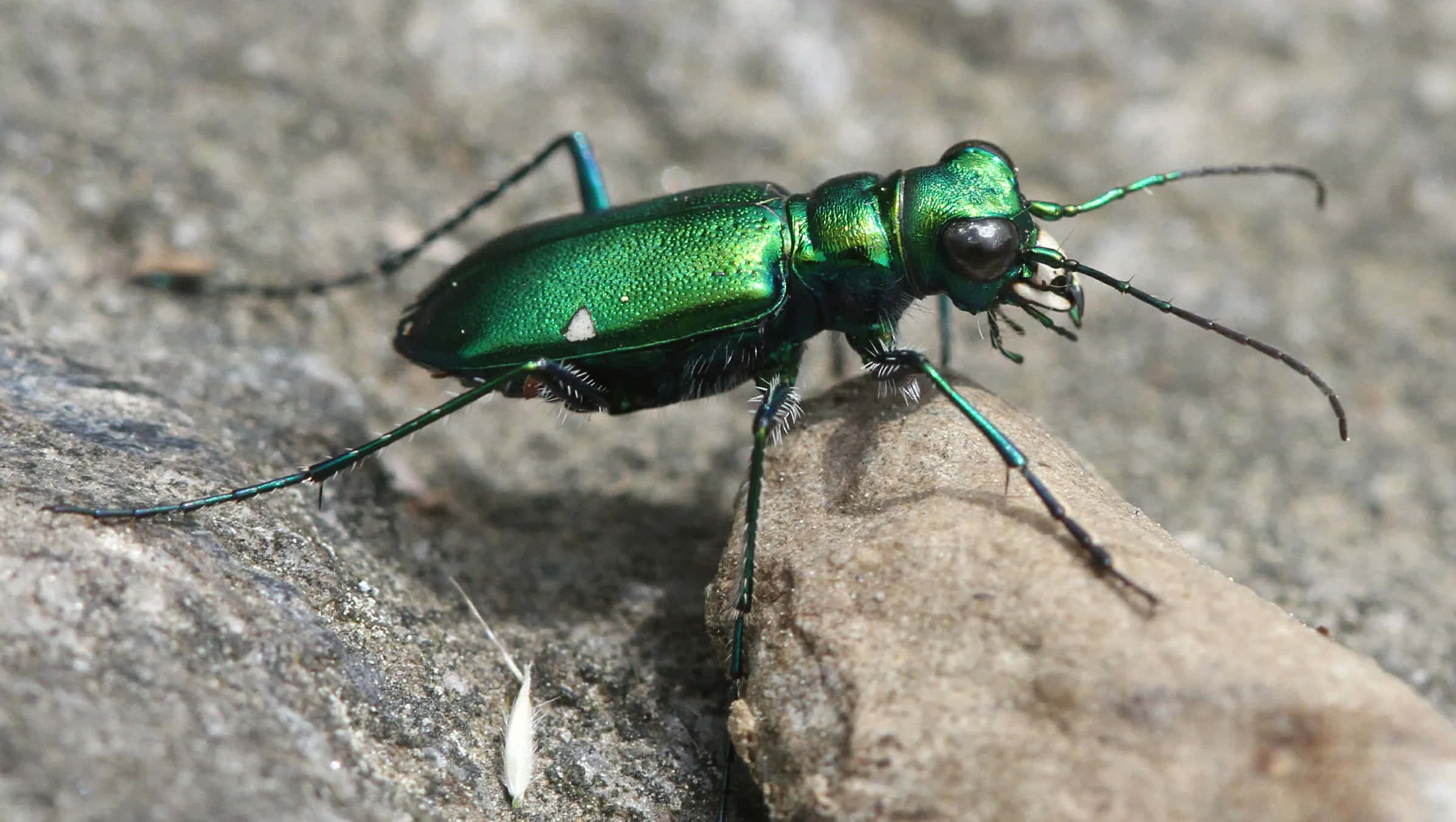 Green Tiger Beetle, metallic green, rough gray rock, Full HD Desktop Wallpaper