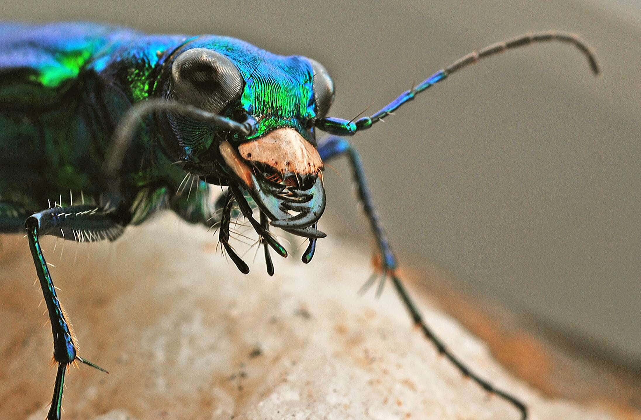 Tiger Beetle, metallic blue-green, large eyes, Full HD Desktop Wallpaper