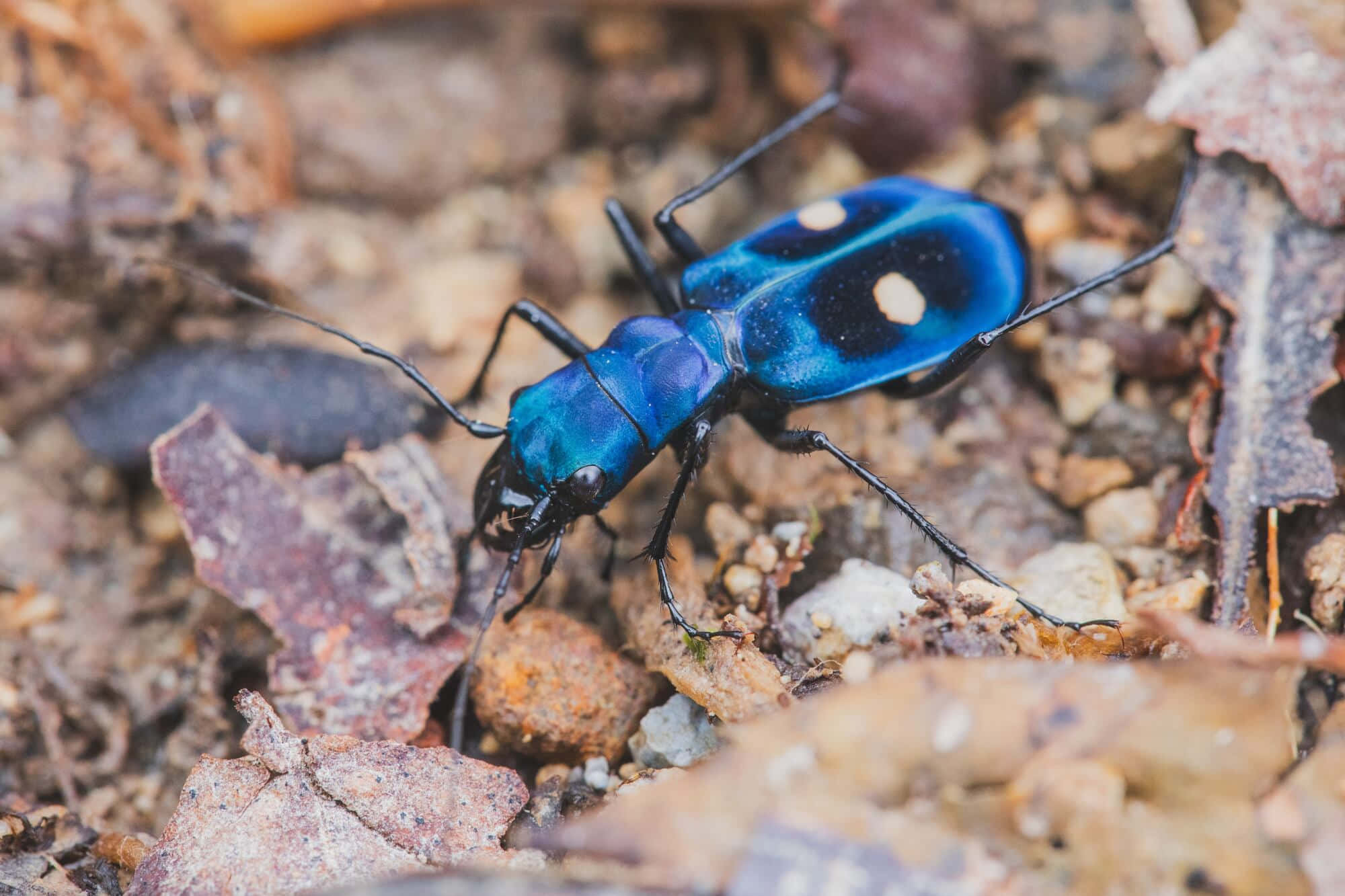 Blue Tiger Beetle, white spots, textured earth, Full HD Desktop Wallpaper