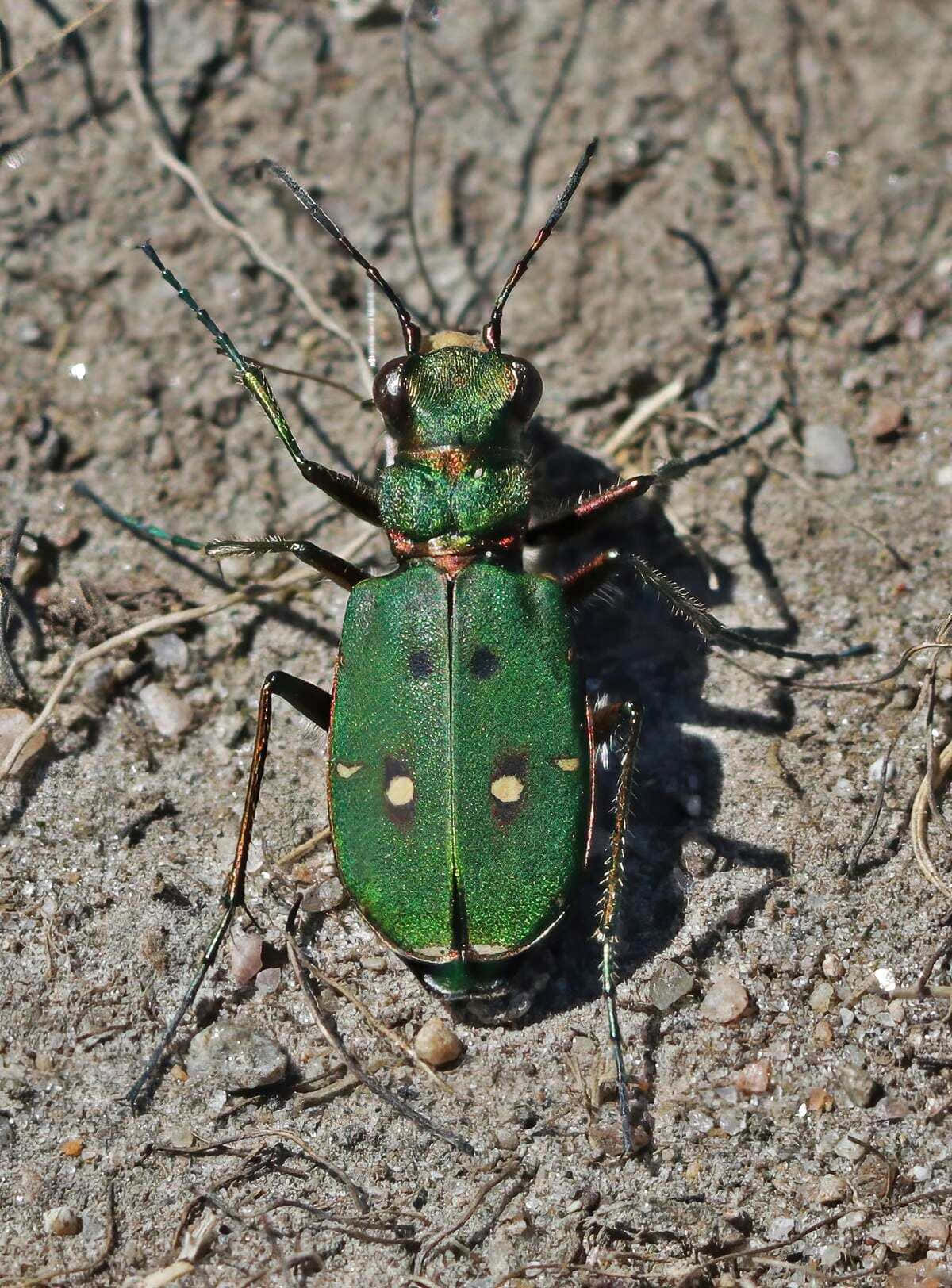 Green Tiger Beetle, metallic sheen, yellow spots, HD Phone Wallpaper