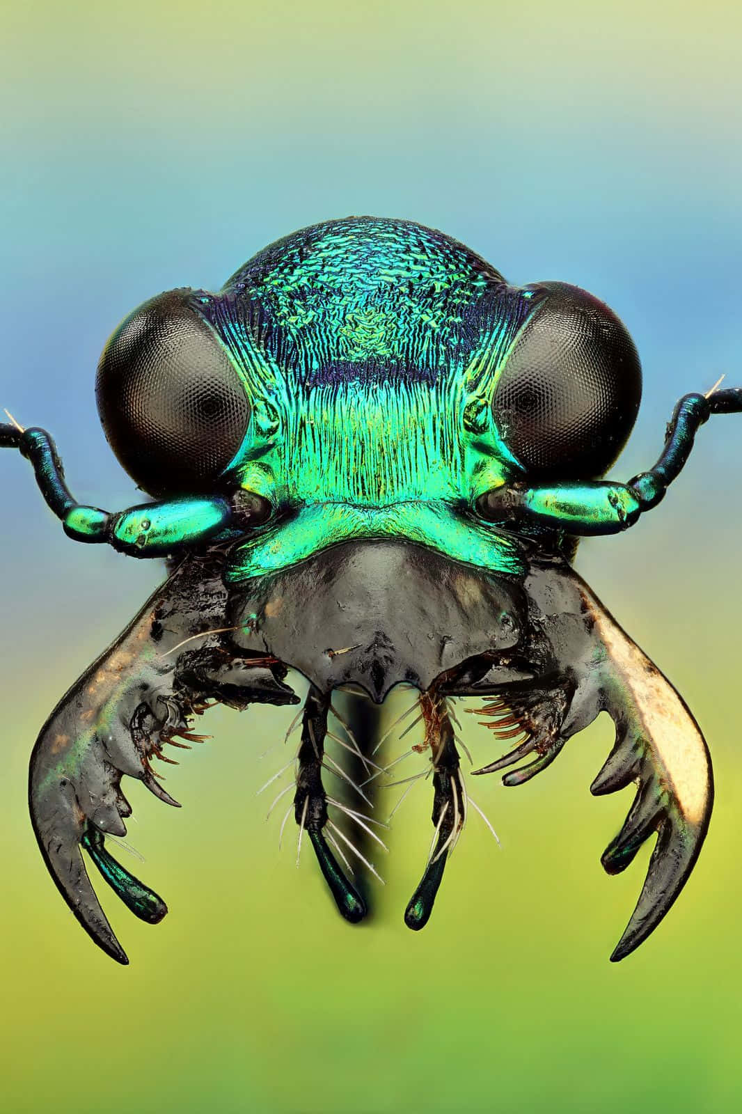 Tiger Beetle, metallic green, compound eyes, HD Phone Wallpaper