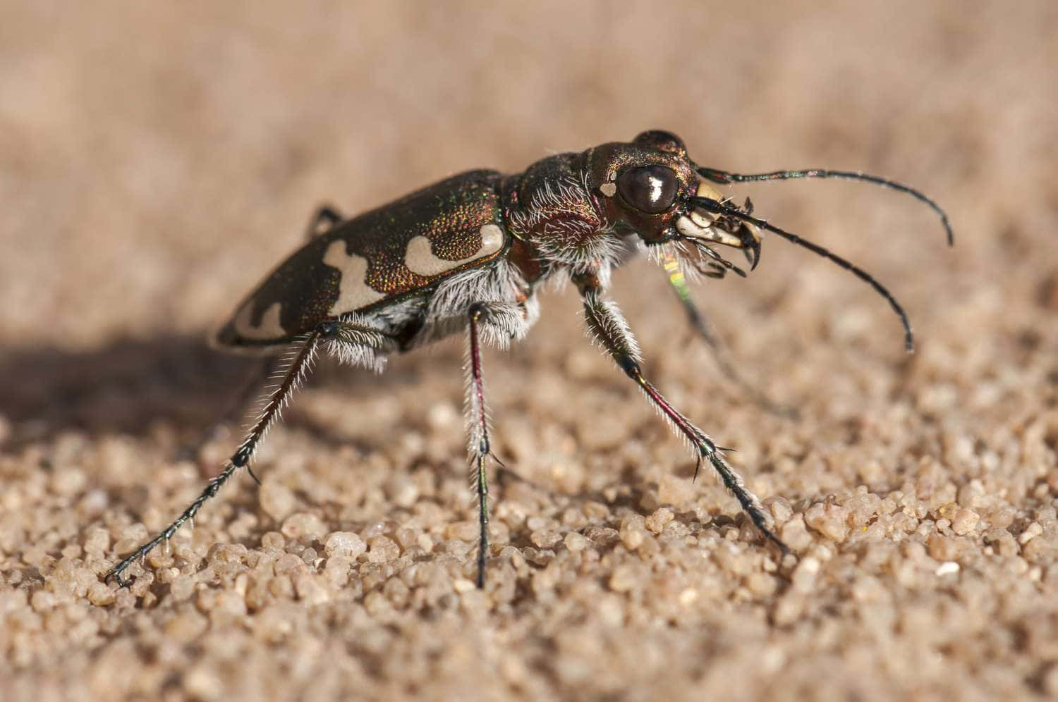 Tiger Beetle, metallic green, white spots, HD Desktop Wallpaper