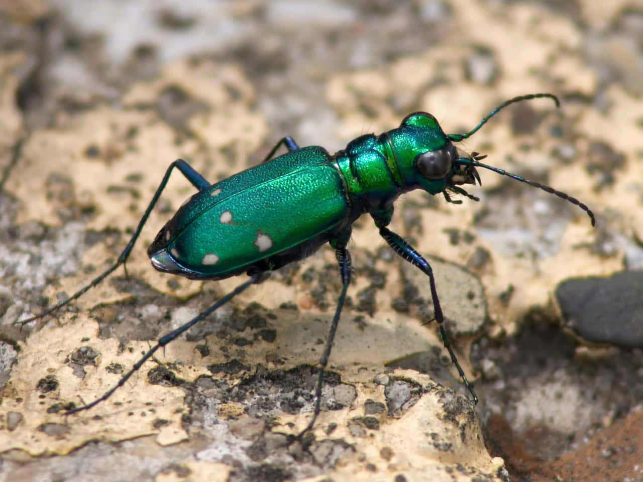 Green Tiger Beetle, metallic green, white spots, HD Desktop Wallpaper