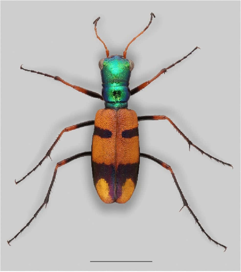 tiger beetle, iridescent green head, orange thorax, SD Phone Wallpaper