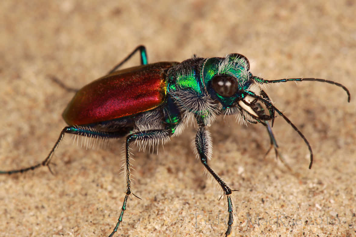 tiger beetle, metallic green, red, SD Desktop Wallpaper