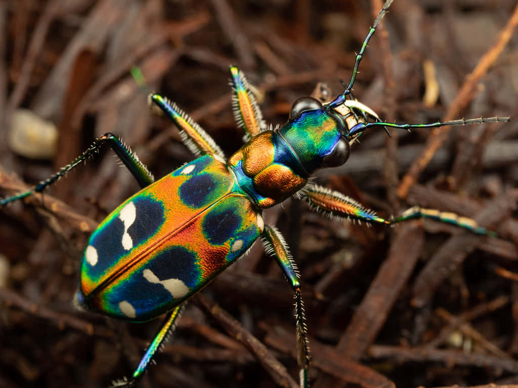 tiger beetle, blue green orange and white spots, bed of brown twigs, SD Desktop Wallpaper