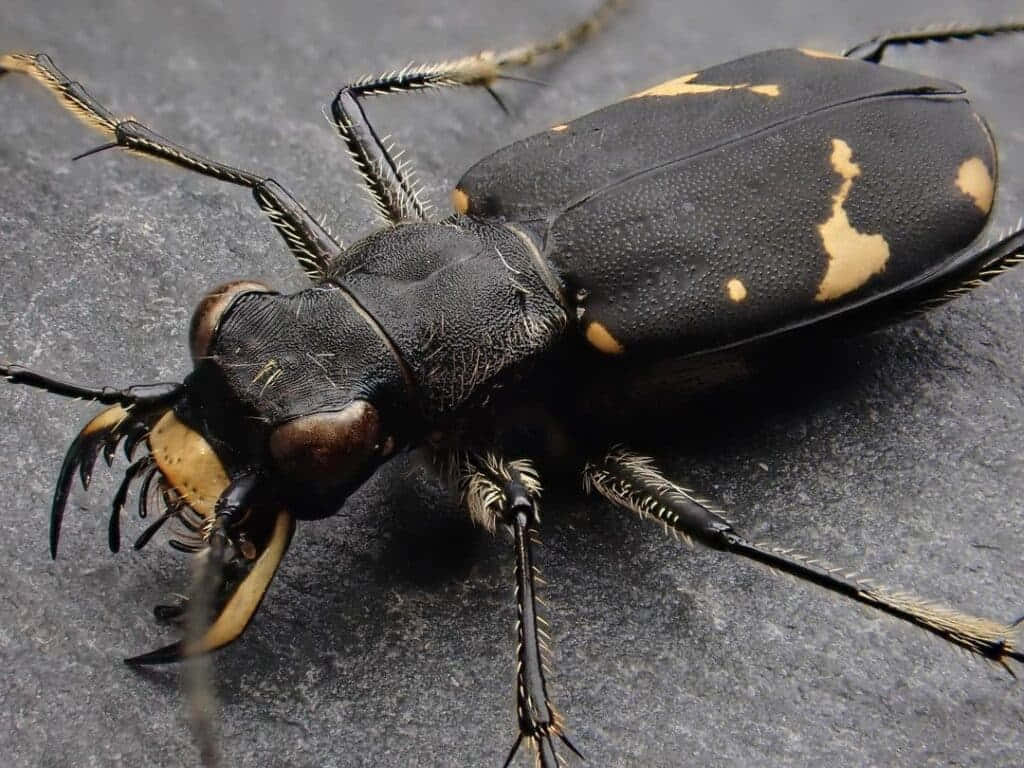 Tiger Beetle, black, yellow markings, SD Desktop Wallpaper