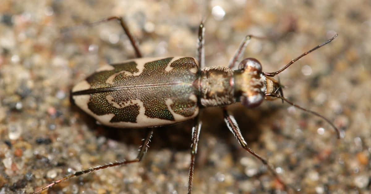 Tiger Beetle, iridescent green, white markings, SD Desktop Wallpaper