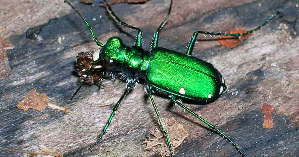 Green Tiger Beetle, metallic green, textured bark, SD Desktop Wallpaper