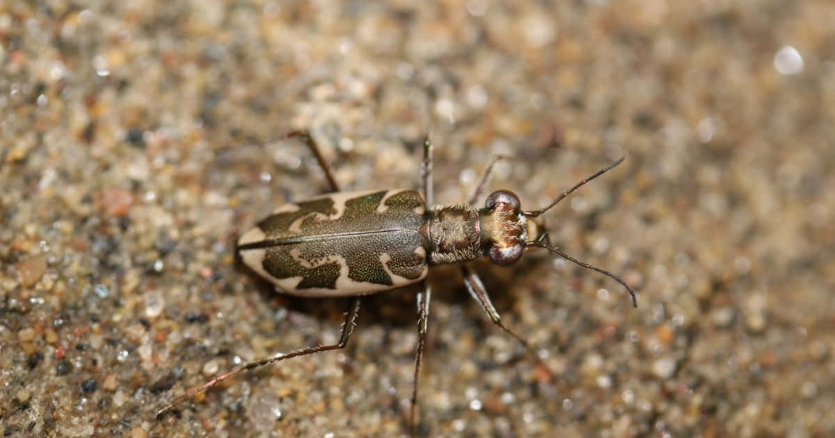 Tiger Beetle, camouflageon sand, green and white striped patterns, SD Desktop Wallpaper