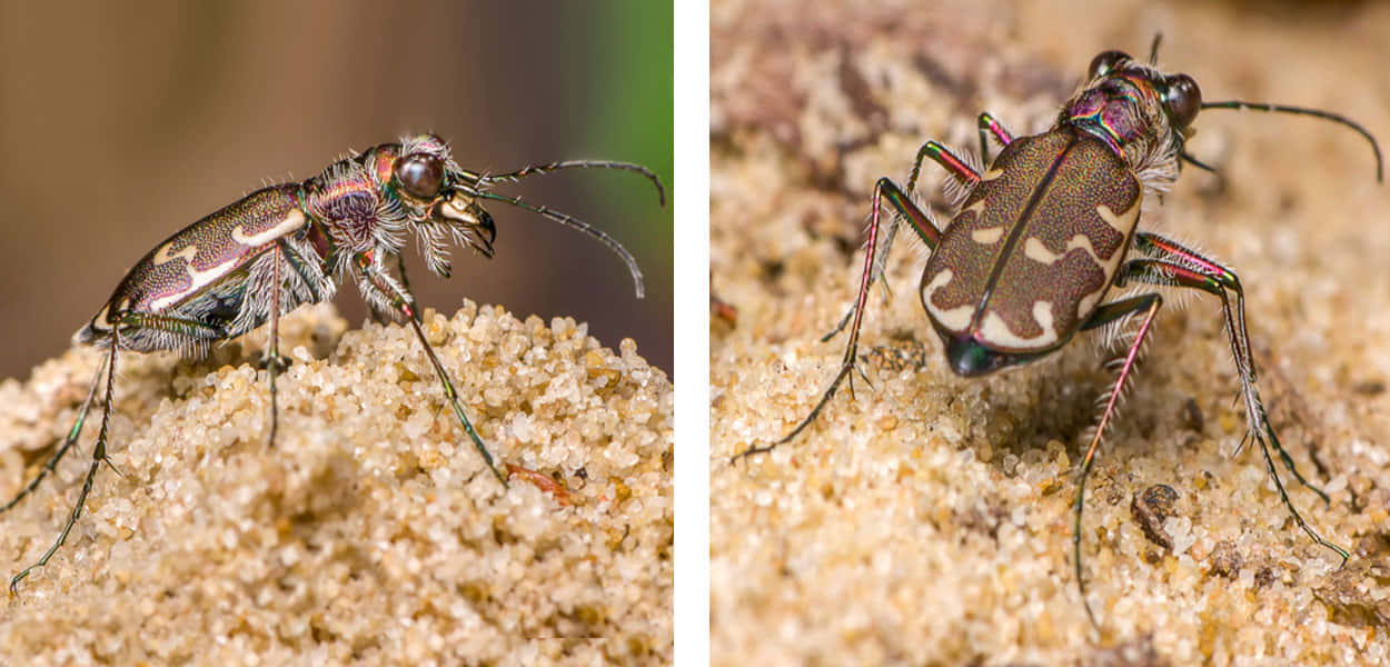 tiger beetle, iridescent green, brown markings, SD Desktop Wallpaper