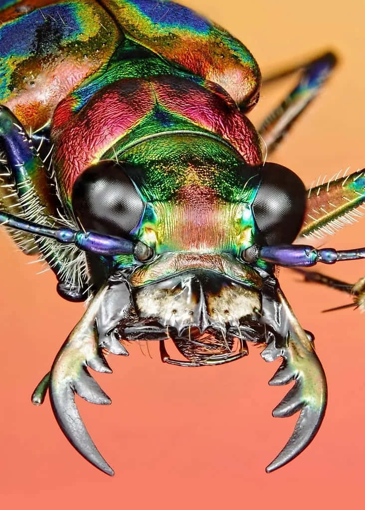 Colorful Tiger Beetle, jewel beetle, iridescent exoskeleton, SD Phone Wallpaper