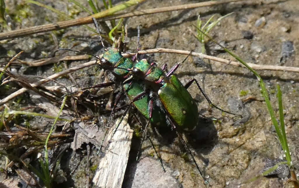 Green Tiger Beetle, nature scene, dirt and grass, SD Desktop Wallpaper