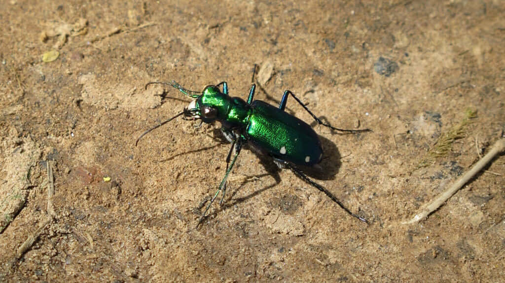 Green Tiger Beetle, metallic green, white spots, SD Desktop Wallpaper