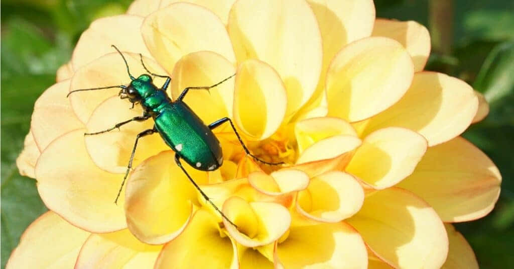 Tiger Beetle, metallic green, yellow petals, SD Desktop Wallpaper