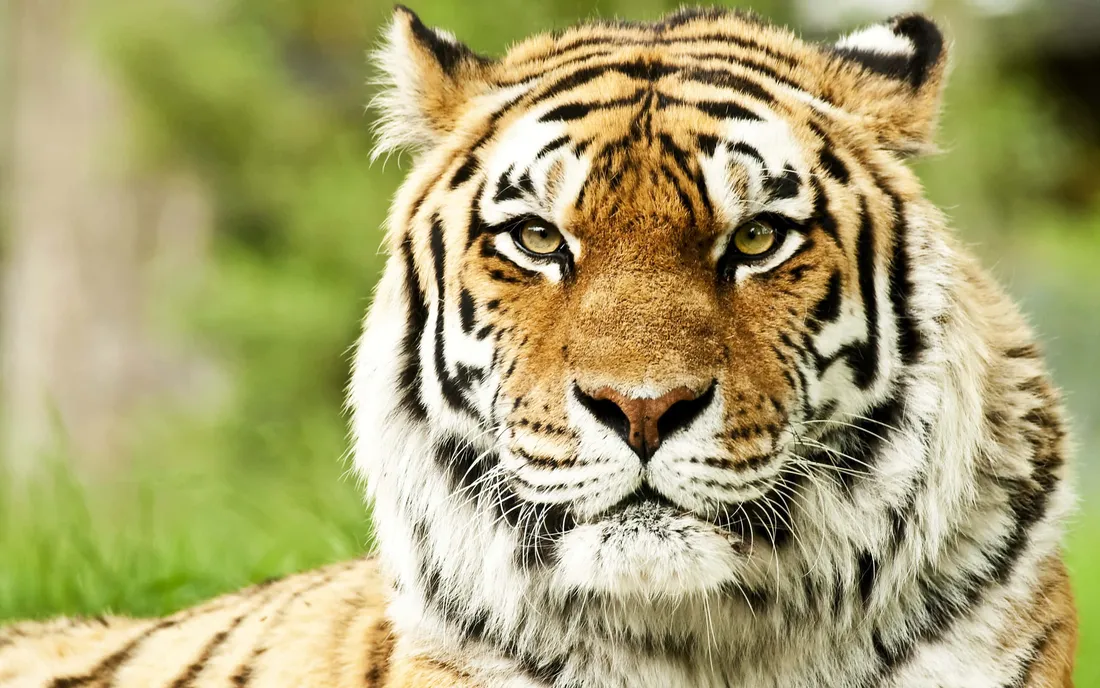 Tiger Face