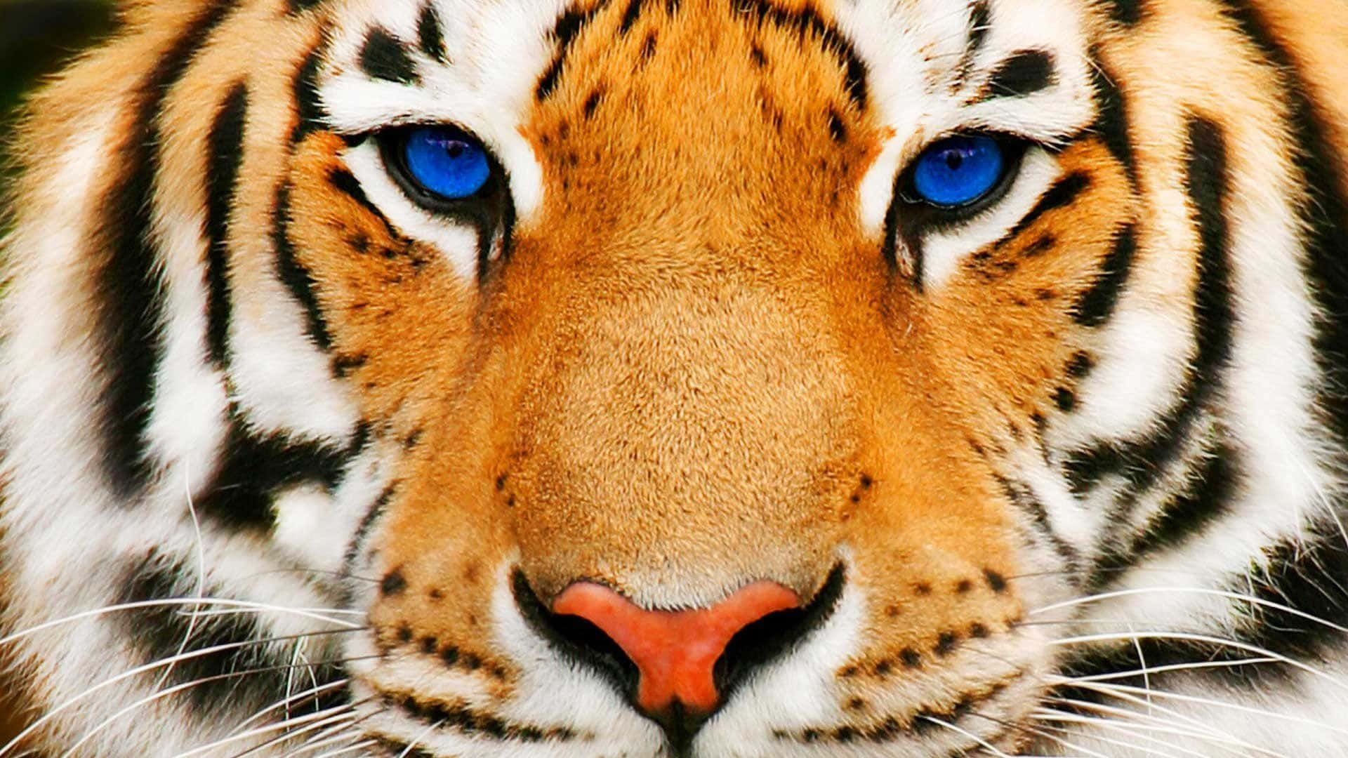 Tiger Face, blue eye, orange fur, Full HD Desktop Wallpaper