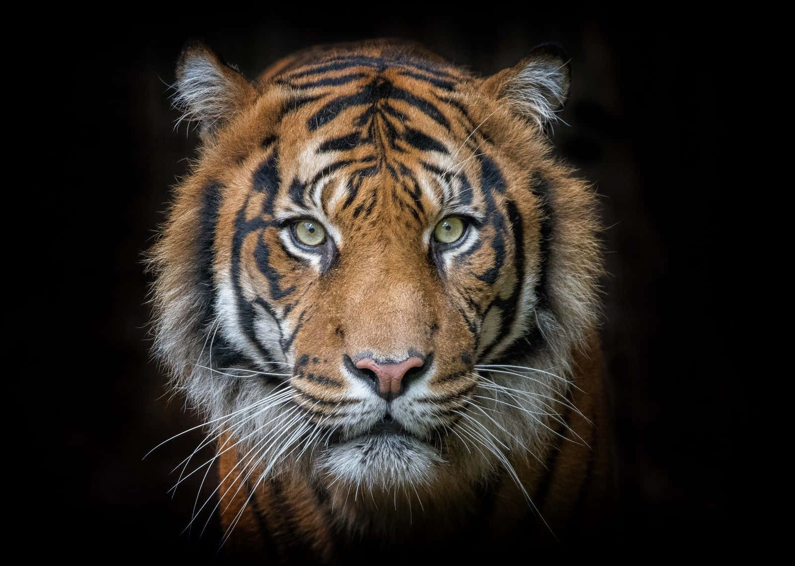 Tiger Face, piercing green eyes, orange fur, HD Desktop Wallpaper