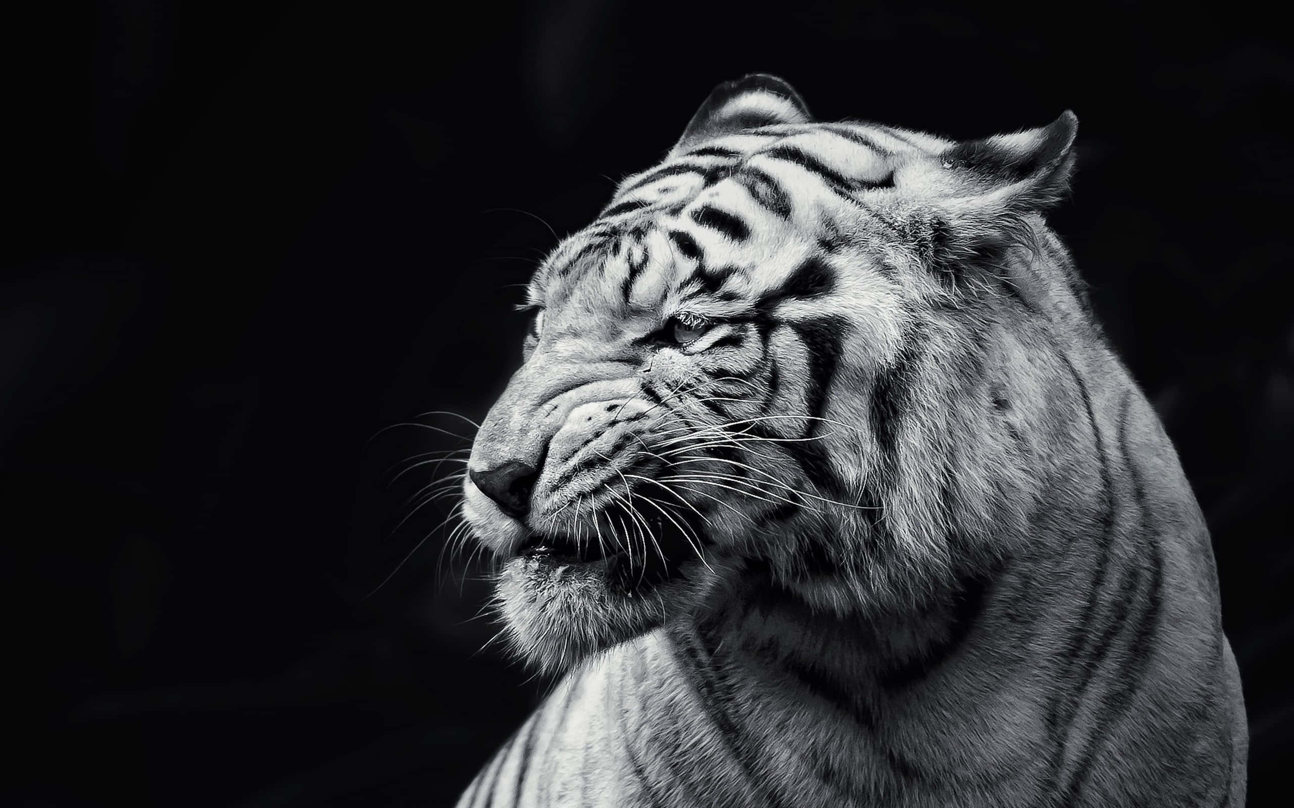 Tiger Face, white tiger, black and white, 2K Desktop Wallpaper