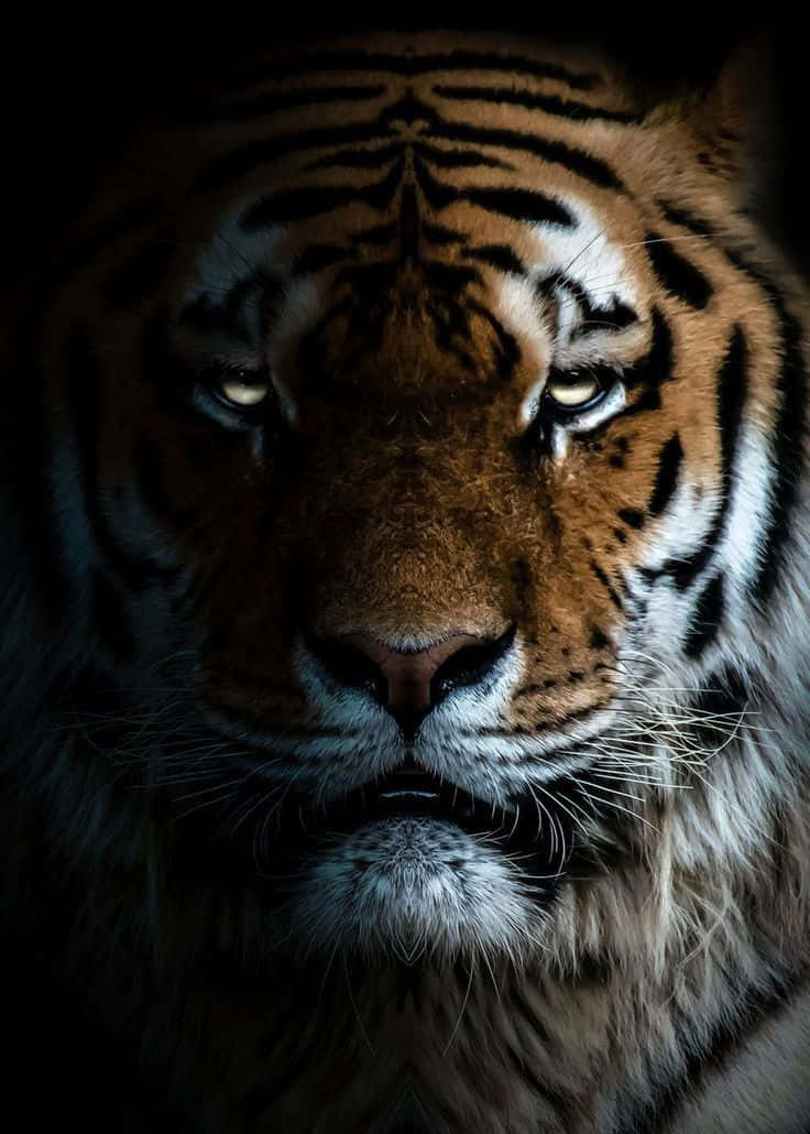 Tiger Face, thick fur, glowing eyes, SD Phone Wallpaper