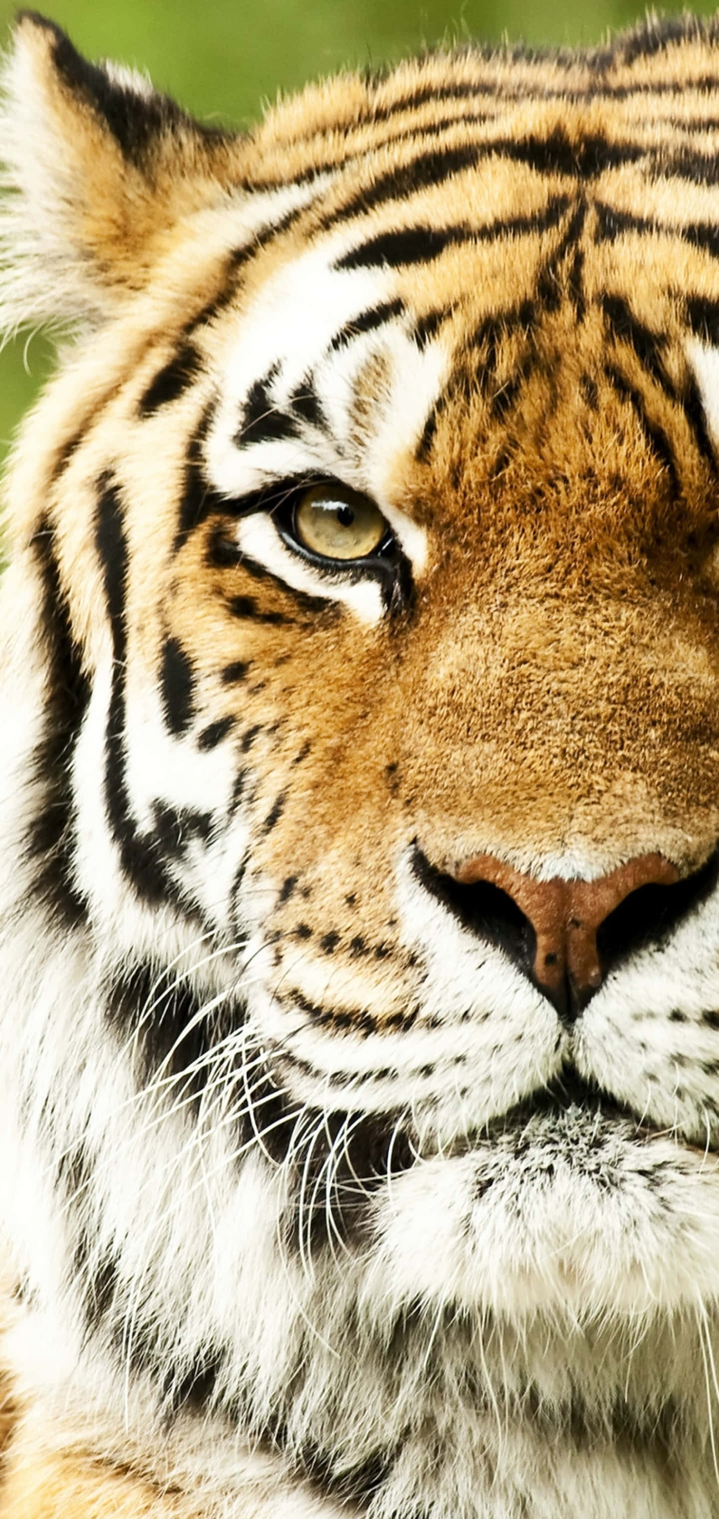 Tiger Face, orange, black, 2K Phone Wallpaper