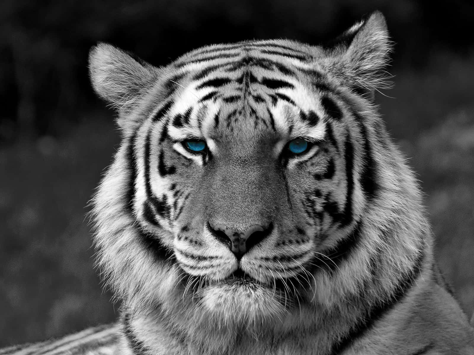 Tiger Face, blue eye, black and white tiger, HD Desktop Wallpaper