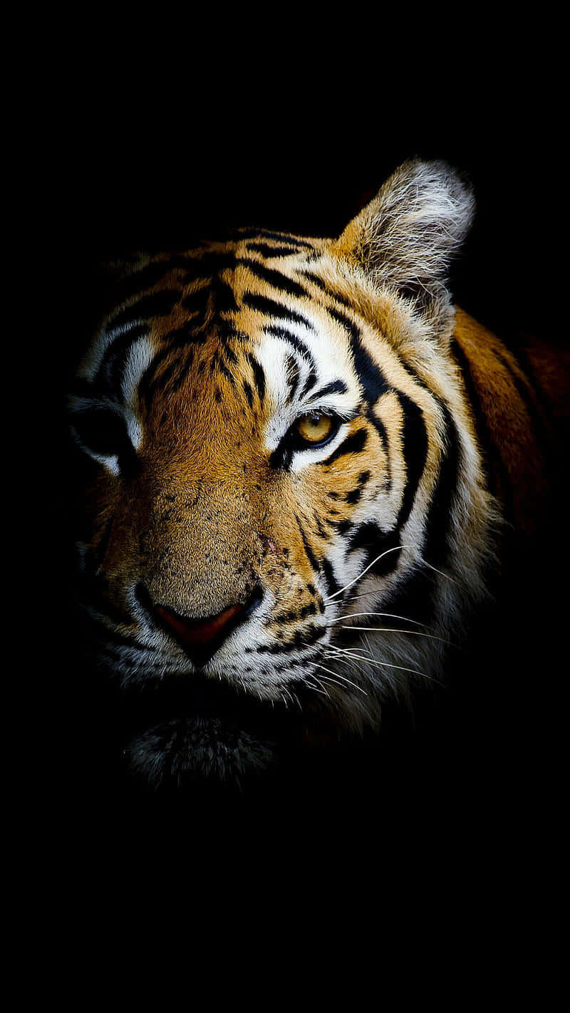 Tiger Face, glowing eyes, pure black, HD Phone Wallpaper