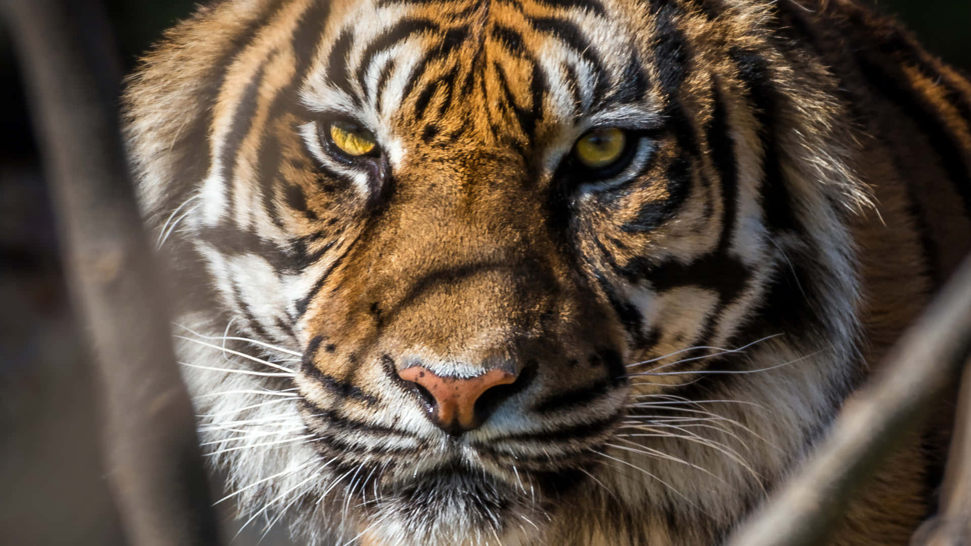 Tiger Face, branch, tree branches, Full HD Desktop Wallpaper